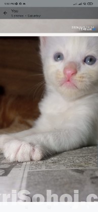 Traditional Persian cat